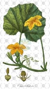 Attēlu rezultāti vaicājumam “Cucurbita pepo leaf”