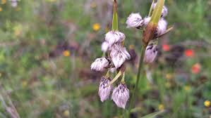 Attēlu rezultāti vaicājumam “Eriophorum latifolium flower”