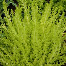 Attēlu rezultāti vaicājumam “Calluna vulgaris leaf”