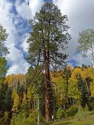 Attēlu rezultāti vaicājumam “Pinus ponderosa”