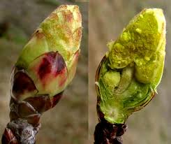 Attēlu rezultāti vaicājumam “Stuckenia filiformis bud”