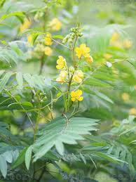 Attēlu rezultāti vaicājumam “Leguminosae”