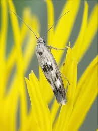 Attēlu rezultāti vaicājumam “Scythris limbella”