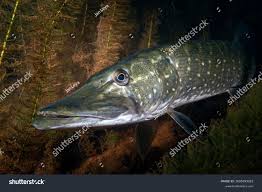 Image result for Esox lucius