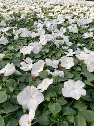 Image result for Impatiens walleriana
