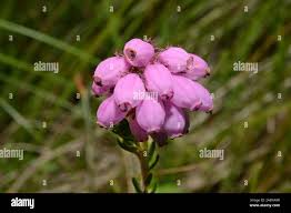 Attēlu rezultāti vaicājumam “Erica tetralix”