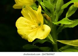 Attēlu rezultāti vaicājumam “Onagraceae”