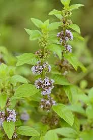 Attēlu rezultāti vaicājumam “Mentha x verticillata leaf”