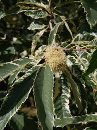 Image result for Dendroica castanea