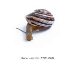 Attēlu rezultāti vaicājumam “Helicidae”