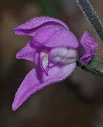 Attēlu rezultāti vaicājumam “Cephalanthera rubra leaf”