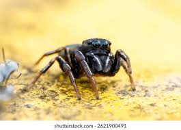 Attēlu rezultāti vaicājumam “Heliophanus sp.”