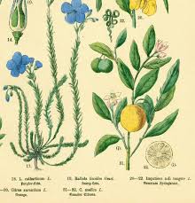 Attēlu rezultāti vaicājumam “Linum catharticum fruit”