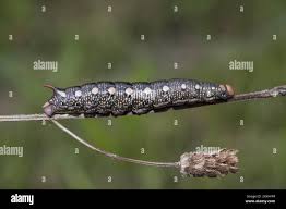 Attēlu rezultāti vaicājumam “Hyles gallii imago”