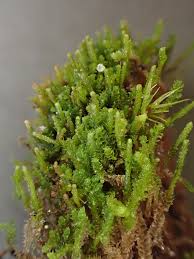 Attēlu rezultāti vaicājumam “Anastrophyllum minutum”