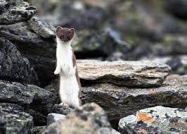 Attēlu rezultāti vaicājumam “Mustela nivalis”