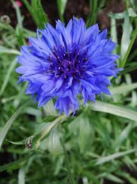 Attēlu rezultāti vaicājumam “Centaurea jacea flower”