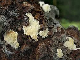 Attēlu rezultāti vaicājumam “Antrodiella serpula”