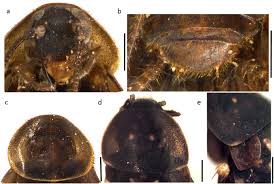 Attēlu rezultāti vaicājumam “Blattoptera”