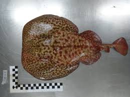 Image result for Torpedo marmorata