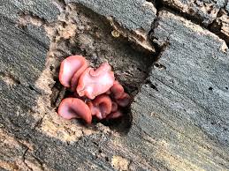 Attēlu rezultāti vaicājumam “Ascocoryne sarcoides”