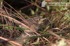 Image result for Locustella lanceolata