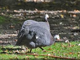 Attēlu rezultāti vaicājumam “Numida meleagris”