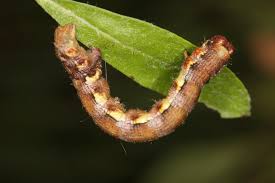 Attēlu rezultāti vaicājumam “Erannis defoliaria larva”