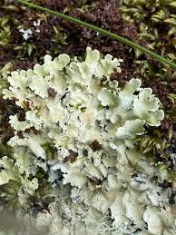 Attēlu rezultāti vaicājumam “Flavoparmelia caperata”