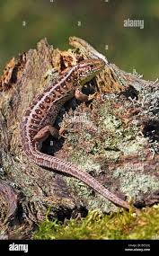 Attēlu rezultāti vaicājumam “Lacerta agilis female”