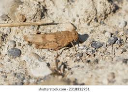 Attēlu rezultāti vaicājumam “Psophus stridulus”