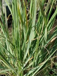 Attēlu rezultāti vaicājumam “Calamagrostis canescens leaf”