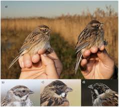Attēlu rezultāti vaicājumam “Emberiza schoeniclus male”