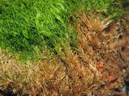 Attēlu rezultāti vaicājumam “Dicranum bergeri”