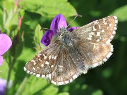 Attēlu rezultāti vaicājumam “Pyrgus alveus upperside”