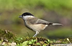 Image result for Poecile palustris