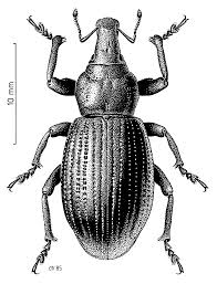 Attēlu rezultāti vaicājumam “Curculionidae”