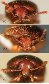 Attēlu rezultāti vaicājumam “Tetratomidae”