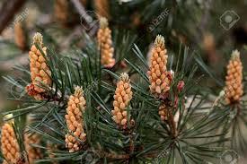 Attēlu rezultāti vaicājumam “Pinus mugo male flower”