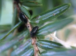 Attēlu rezultāti vaicājumam “Adelges laricis nymph”