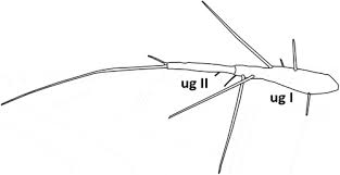 Attēlu rezultāti vaicājumam “Sepedophilus sp.”