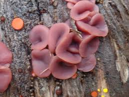 Attēlu rezultāti vaicājumam “Ascocoryne cylichnium”