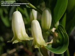 Attēlu rezultāti vaicājumam “Polygonatum odoratum bud”