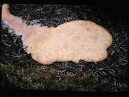 Attēlu rezultāti vaicājumam “Fuligo septica var. flava”