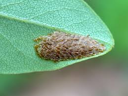 Attēlu rezultāti vaicājumam “Sarcophaga carnaria”