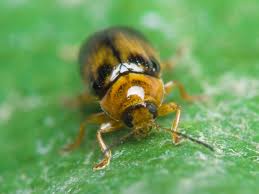 Attēlu rezultāti vaicājumam “Cryptocephalus pusillus”