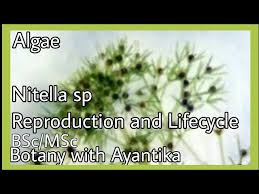 Attēlu rezultāti vaicājumam “Nitella sp.”