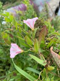 Attēlu rezultāti vaicājumam “Calystegia inflata leaf”