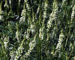 Attēlu rezultāti vaicājumam “Melilotus wolgicus flower”