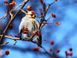 Attēlu rezultāti vaicājumam “Carduelis flammea female”